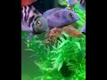 Life is better with cichlids #africancichlids #fishtank #fishaquarium #cichlid