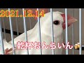 2021.12.14 乾杯おんらいん
