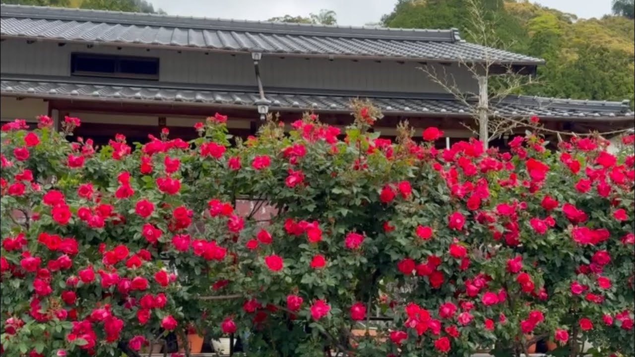 薔薇の名前('86仏/伊/西独) 薔薇の名前('86仏/伊/西独) 「薔薇の名前