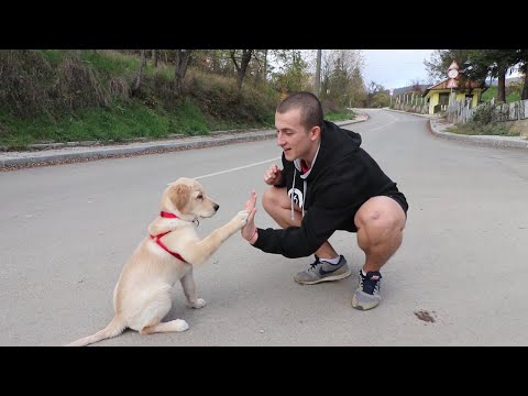 Videó: Hogyan képezheti a kutyáját, hogy csináljon hátlapokat?