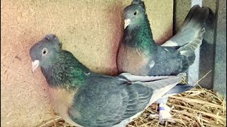 Продажа Голуби Турецкая Такла лет, игра, бой! Turkish Takla pigeons Санжаха!