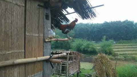 Saib kv cov qaib dib os