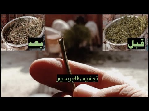 تجفيف البرسيم وتقديمه للأغنام كالدريس (بطريقة سهلة)