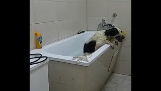 Помощь Стрелке собаке без задних лап 2 серия Помощь Стрелке собаке без задних лап 2 серия