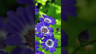 Instagram Reels Youtube Shorts Shorts Feed