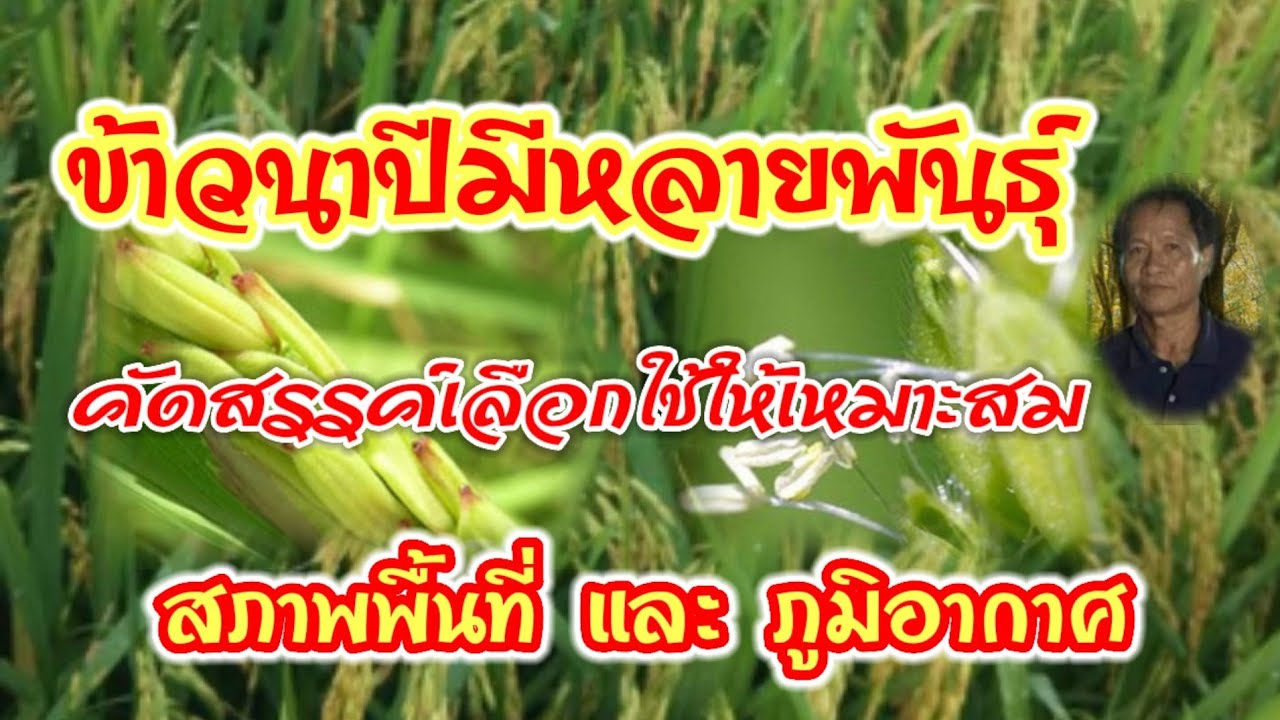 รวมพันธุ์ข้าวนาปี(ไวต่อช่วงแสง)