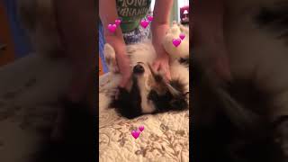 Gentle Massage Melts Sheltie Puppy and Our Hearts Your Moment of Zen