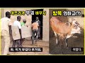 아프리카 시골 부엌을 바꿉니다. / 소를 방목하지 않고 우리에서도 키우네 / 우유