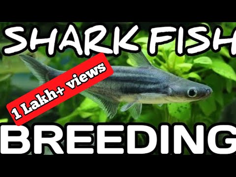 How to breed shark fish | shark fish Breeding | shark breeding | Aquarium shark fish breeding.