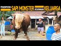 Dua keluarga tahan haru rela melepas sapi 1 ton kesayangan keluarga kita bawa pulang 