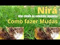 Como fazer mudas do Nirá - cebolinha japonesa ou alho chinês - dicas do Vídeo -3 - Véio da Horta