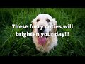Amazing and cute dogs to brighten your day!