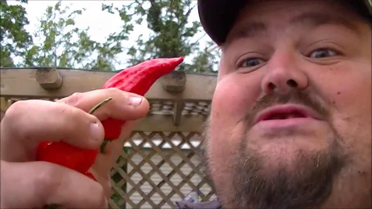fat guy eats carolina