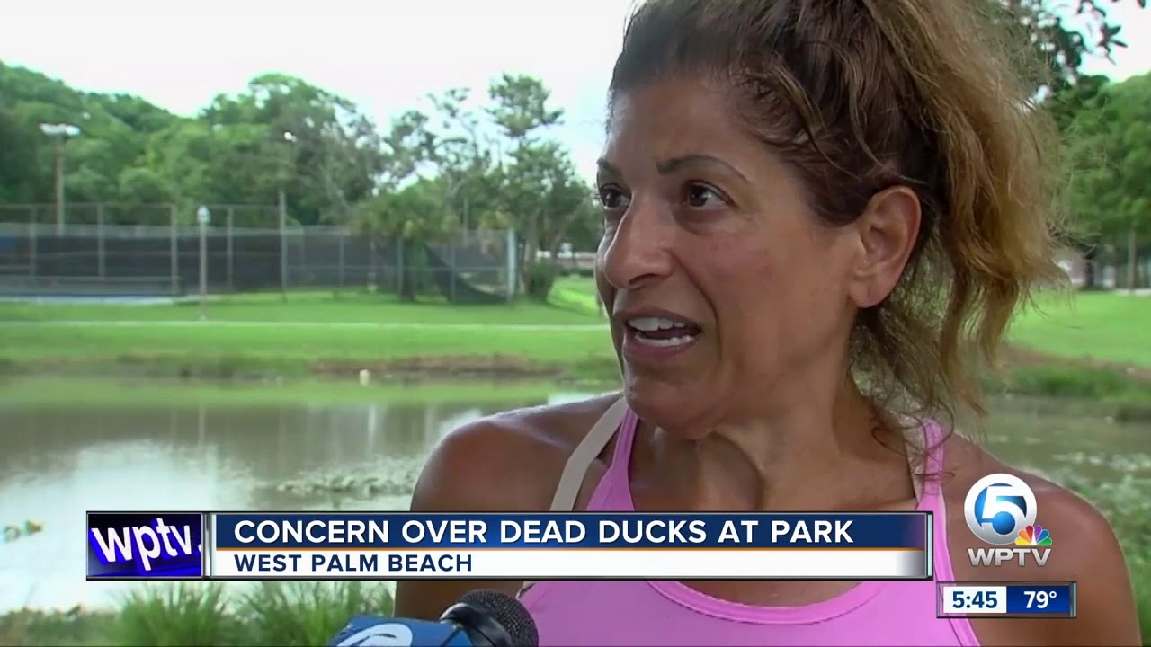vero beach weather Discovery of dead ducks concerns some West Palm Beach homeowners