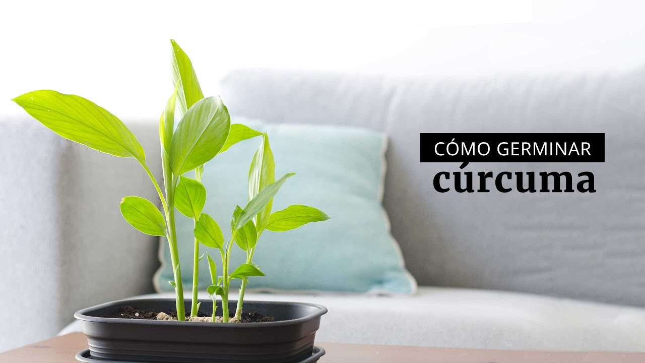 Cómo cultivar cúrcuma - thptnganamst.edu.vn