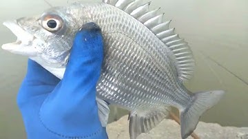 Câu cá Tráp Cần Giờ || Thiên Nhiên Muôn Loài