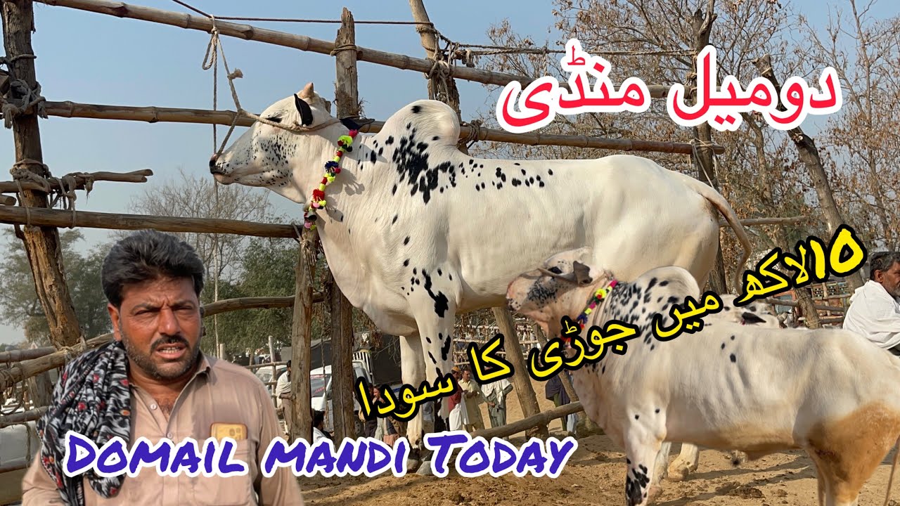 Today domail mandi 27/2/2026 latest update ll taxila mandi ll Fateh jangi bull ll jamil tv ll