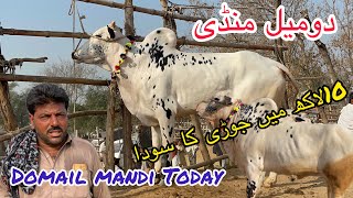 Today Domail Mandi 2722026 Latest Update Ll Taxila Mandi Ll Fateh Jangi Bull Ll Jamil Tv Ll