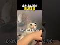 生きてきた人生を振り返る猫