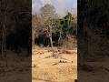 🐯Singara Forest Route✨Masinagudi❤️ മസിനഗുഡിയിലെ പ്രധാന Tourist place🐻🐘Must Visit✨#masinagudi#singara