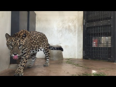京都市動物園 黒ジャガー 葉月旭 Jagger Youtube