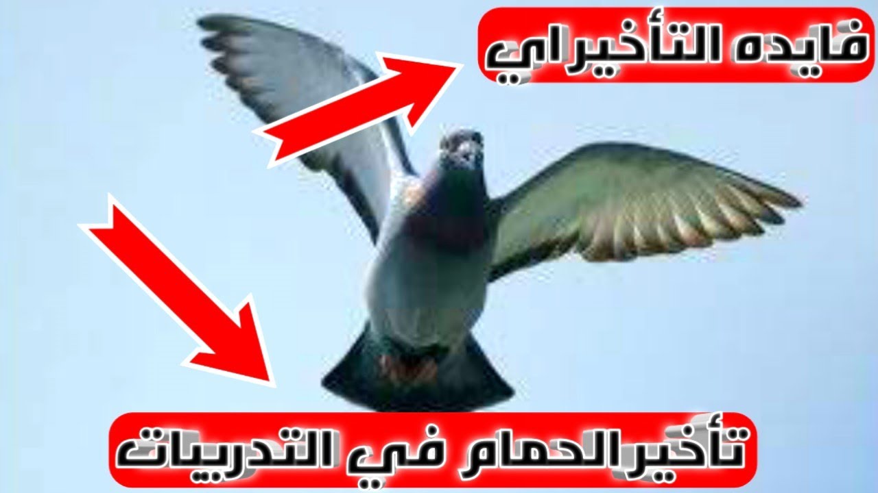 فايده تأخير الحمام الزاجل من التدريبات؟