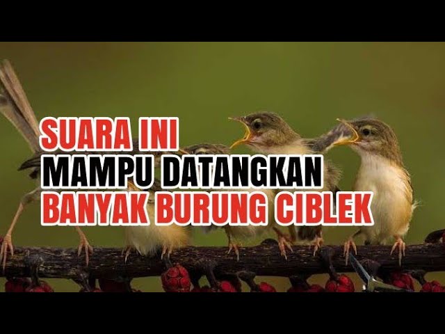 SUARA PIKAT BURUNG CIBLEK TERBARU - AMPUH DAPATKAN BANYAK CIBLEK class=