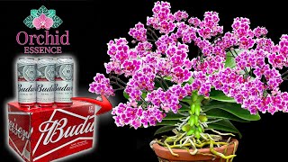 Just water 1 spoon!Suddenly the whole orchid garden bloomed continuously for 3 months|Orchid Essence