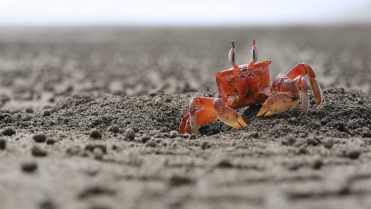 Ghost Crab (probably Ocypode gaudichaudii) in Costa Rica