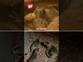 Hope for endangered giant otters as Chester Zoo welcomes rare triplet birth 🦦