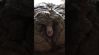 Neglected sheep given new lease on life