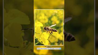 How to capture Flying Bee π with Mobile π±π€© #youtubeshorts #photography How to capture Flying Bee π with Mobile π±π€© #youtubeshorts #photography
