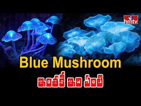 TO THE POINT : Blue Mushroom ఇంతకీ ఇది ఏంటి | hmtv