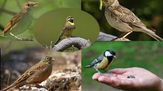 تغريد طائر العندليب ميكس مع طيور أخرى مغردة      Nightingale song twitter mix with other songbirds