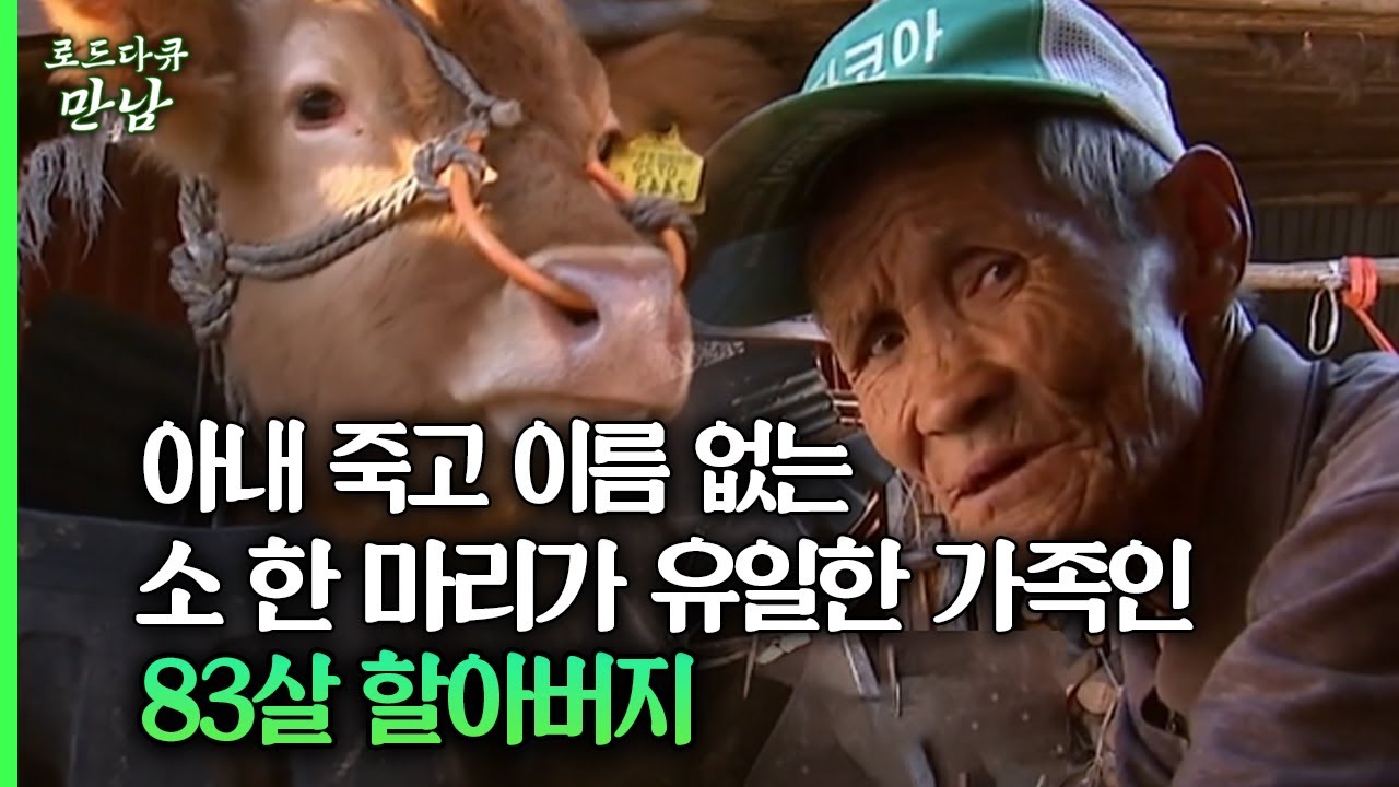 [로드다큐 만남 56회①] 아내 죽고 이름 없는 소 한 마리가 유일한 가족인 83살 할아버지