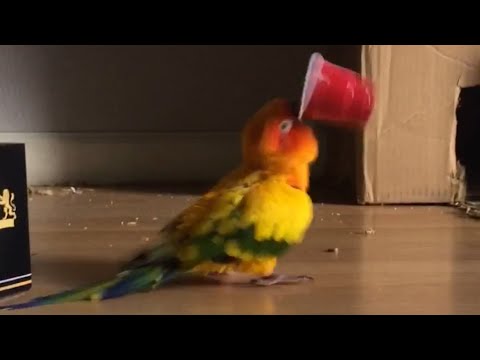 Parrot Vibrates Frantically While Holding Plastic Cup - 989688