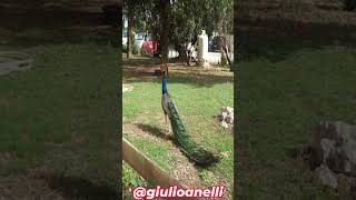 Pavone pavone animali uccellicolorati grido peacock peacocksong
