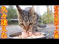 なかなか逢えてなくてあきらめかけていた猫にご飯をあげると・・・ さくらねこへのエサやり キティちゃん【視聴だけでも猫たちを助けることになります】支援者様 視聴者様 猫たちに神のご加護を！