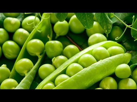 Как собрать горох на семена / How to collect the seeds of peas