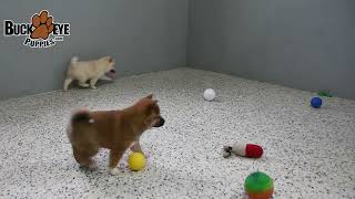 Happy Shiba Inu Puppies