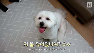 13kg 말티즈 솔이 다시 만났어요