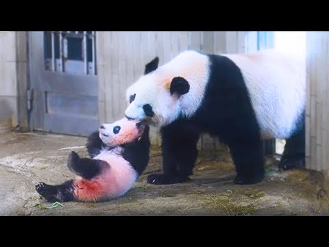 20 Worst Animal Parents In The World