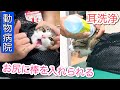 我が家の猫2匹、動物病院で色々と検査してもらう!【耳垢洗浄】【検便】