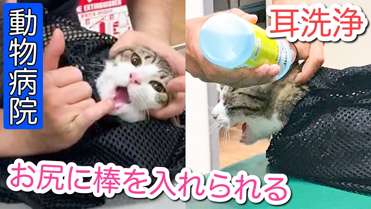 我が家の猫2匹 動物病院で色々と検査してもらう 耳垢洗浄 検便 Youtube