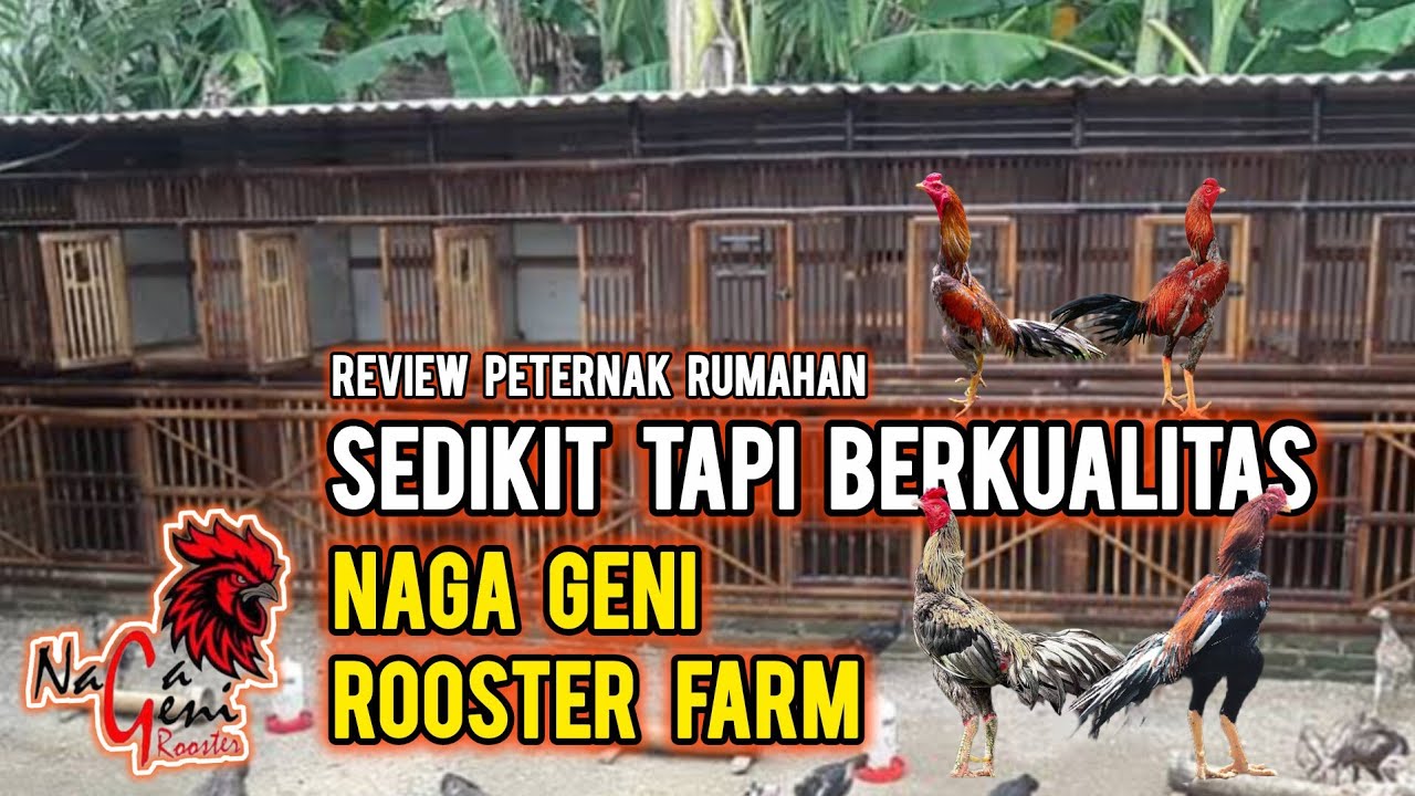🔴Isi Kandang Sedikit Tapi Materi Berkualitas - Naga Geni Rooster Farm Jogjakarta✅