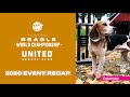 UKC Hunting Beagle World Championship 2020: Event Recap!
