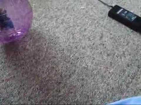 When Rats Attack!!