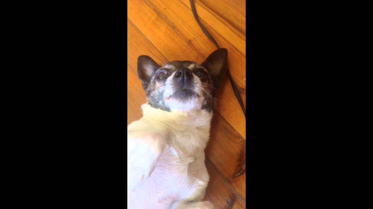 Dog sings to harmonica! YouTube
