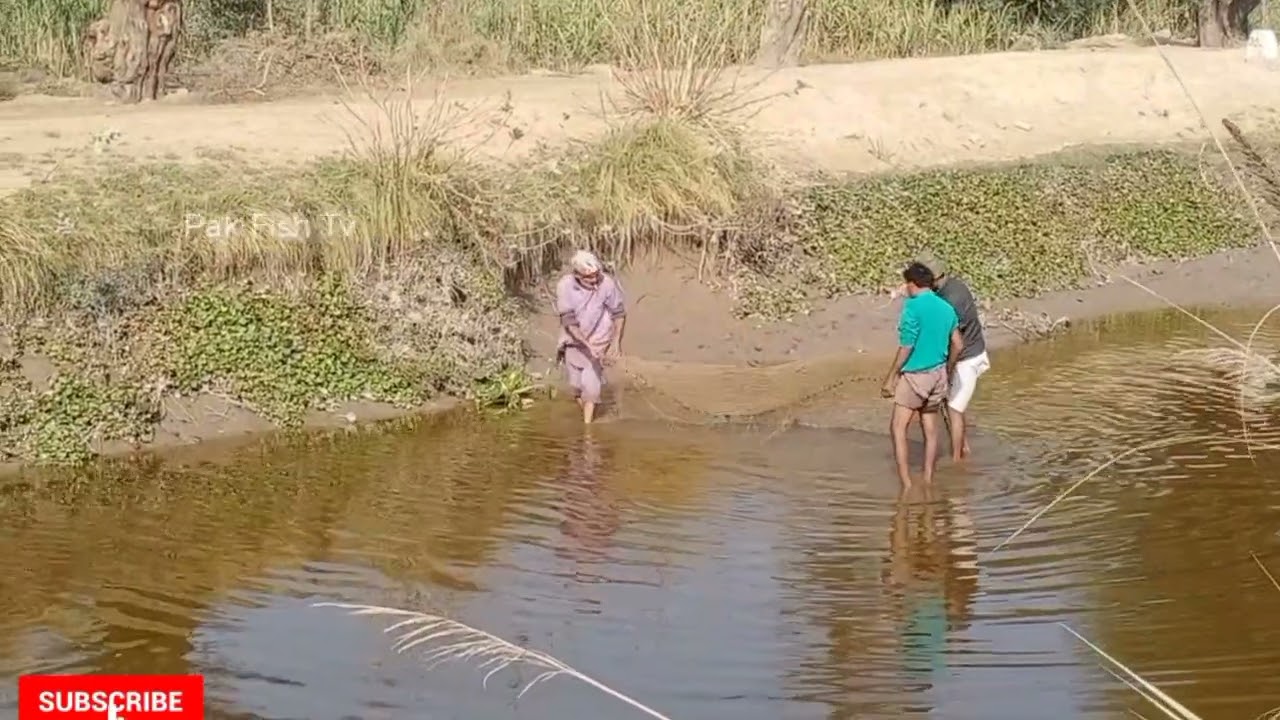 Cana Fishing in Pakistan | Canal Net Fishing | Village Net Fishing | Fish Video| Best Fish Catching