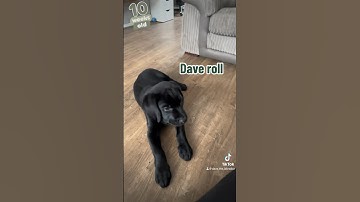 10 week old Labrador puppy learning new skills…. #puppy #labrador #puppytraining #youtubeshorts